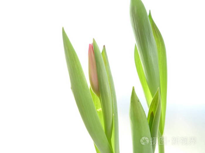 白色背景上孤立的绿色郁金香叶子