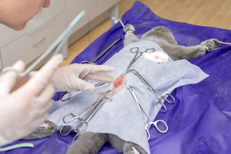 一只猫在兽医诊所绝育手术台上的一只猫