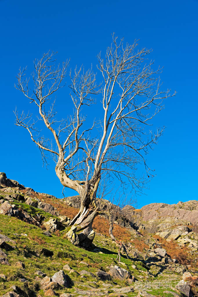 英国湖区岩石山坡上的一棵孤树.