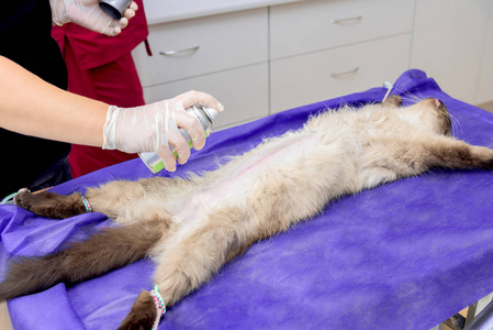 一只猫在兽医诊所绝育手术台上的一只猫照片