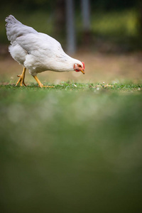 农场里的母鸡加勒斯加勒斯卡洛斯卡罗斯卡里乌斯