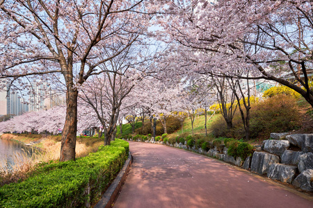 街子古镇樱花公园图片