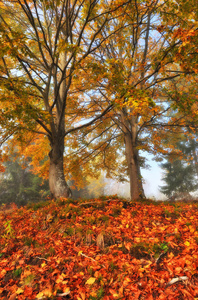 秋天的树。 雾中如画的树。 雾蒙蒙的黎明