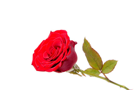 白色背景上分离的红色玫瑰