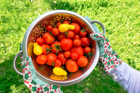 有机番茄收获。 农夫拿着花园里刚摘下来的蔬菜。