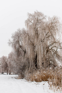 冬天的雪树, 新年的心情