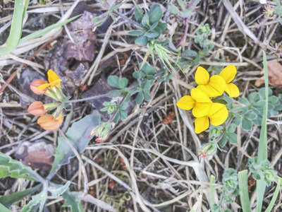 sfoot trefoil or deervetch, Lotus corniculatus, growing in Gali