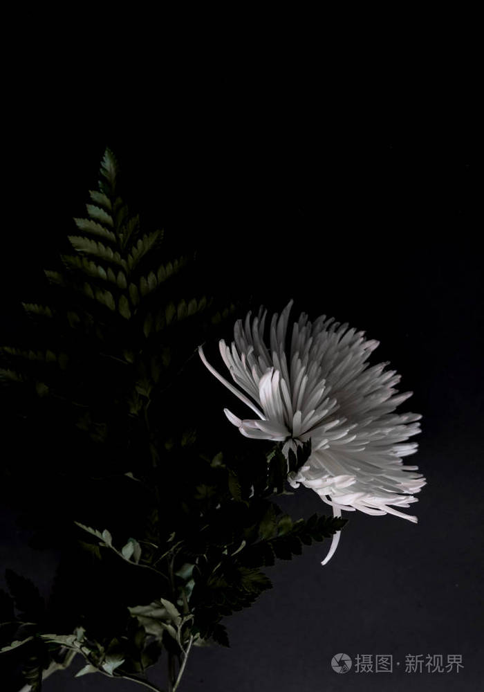 白色菊花黑色背景