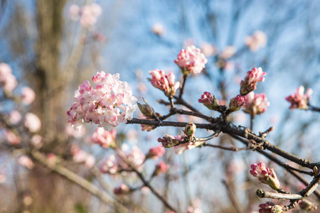 樱花枝特写与美丽的颜色和散景, 选择性焦点