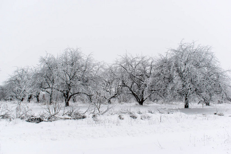 冬天的雪树, 新年的心情