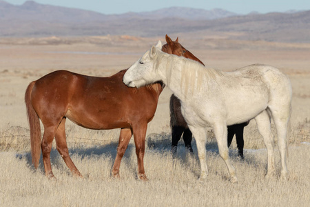 冬天犹他州沙漠里美丽的野马