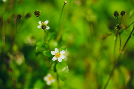 西班牙针既是花草，也是杂草。