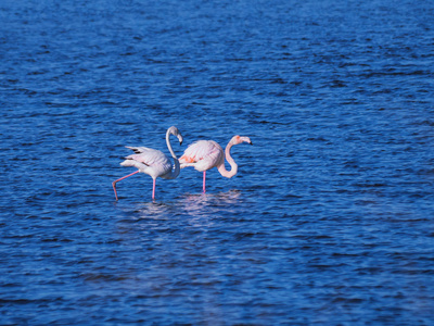 美丽的年轻火烈鸟走在蓝色的盐湖