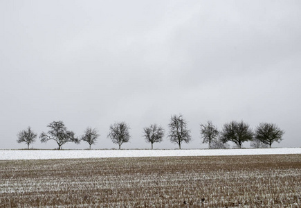 冬天的一排树，灰色的天空，部分是雪，部分是田野，作为悲伤的象征