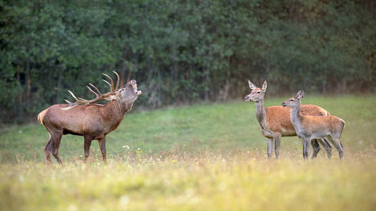 在溃业季节的红鹿群与雄鹿大吼大叫
