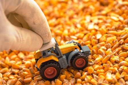农民在收割的玉米种子粒上玩拖拉机玩具