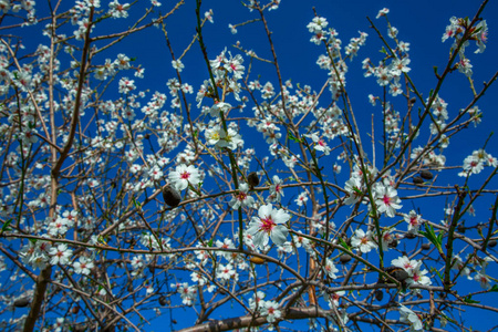 在背景的蓝天上, 一束樱花与白色的花朵