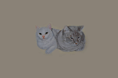 两只猫并排躺着，用糊状铅笔画画。真实的绘画。