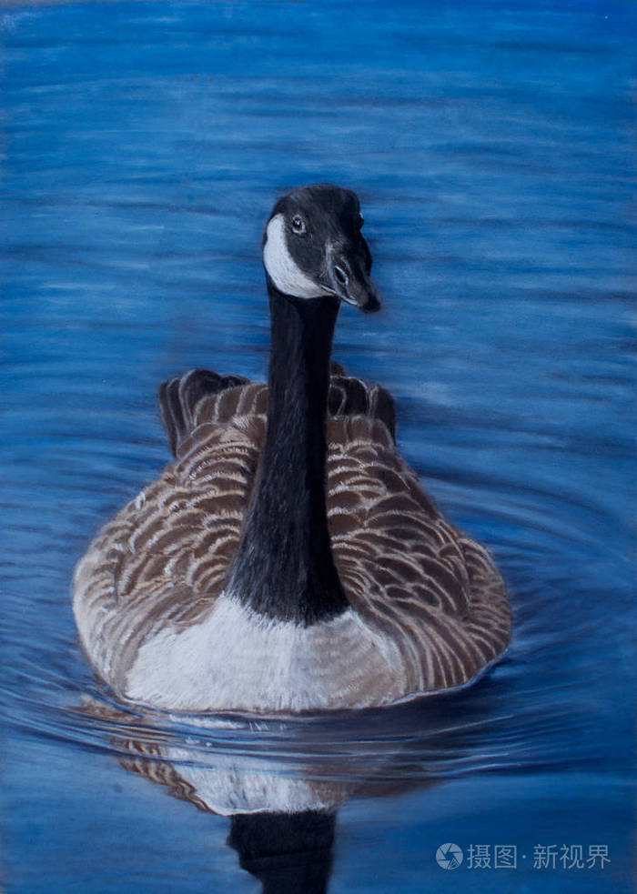 漂浮的加拿大鹅肖像用彩色铅笔画现实的画