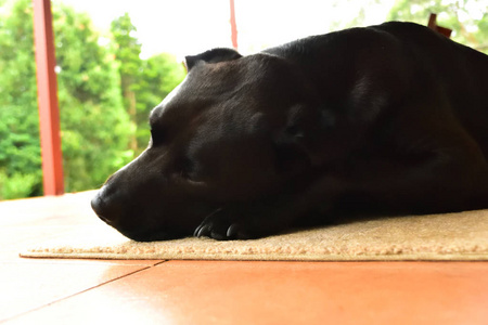 一只困倦的黑色拉布拉多躺在他的垫子上。