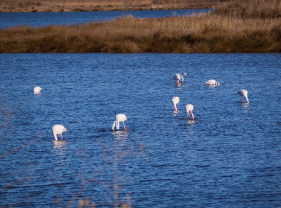 一群火烈鸟在美丽的蓝色湖泊中觅食