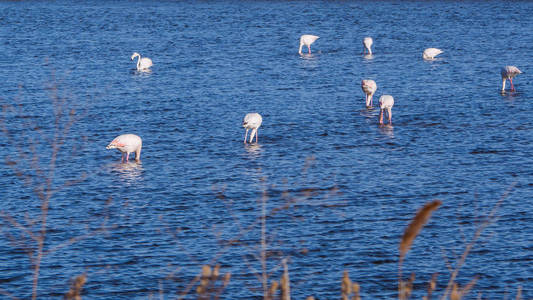 一群蓝色湖泊中的白火烈鸟