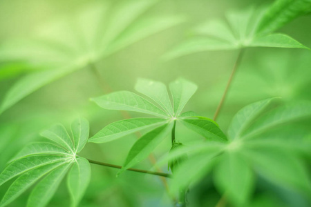 清新的绿色自然背景，接近自然植物叶片的形象，具有选择性聚焦的花园森林丛林概念，复制空间和背光