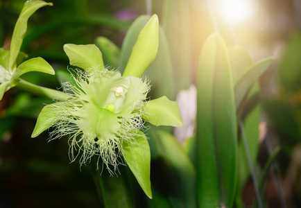 泰国花园兰的绿野兰花和阳光图片