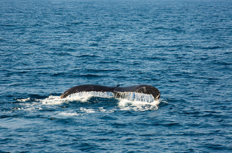 座头鲸妈妈正在日本冲绳岛附近的太平洋上与自然儿童玩耍。