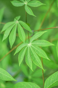 清新的绿色自然背景，特写自然植物形象，花园森林丛林概念，选择性聚焦复制空间和背光