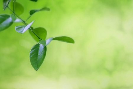 清新的绿色自然背景,特写自然植物形象,花园森林丛林概念,选择性聚焦