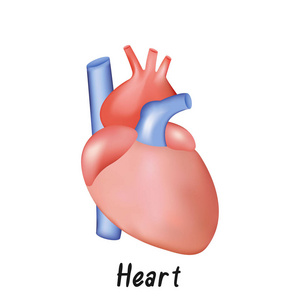 健康心脏内部器官, 人体解剖矢量插图