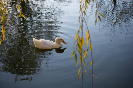 孤独的鸭子在池塘中央游泳