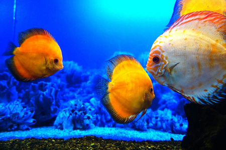 水族馆蓝色背景上的黄鱼图片