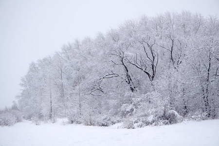 冬季雪林路转弯景观。 雪冬林路转景。 冬季森林雪道场景。