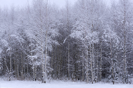 冬天的风景在阳光明媚的早晨，森林里结霜的树木。白雪覆盖的森林自然景观