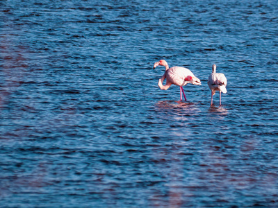 两只蓝湖里的小火烈鸟漂亮的粉红色