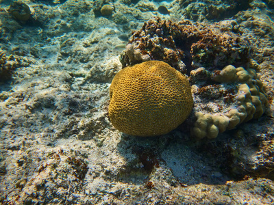 珊瑚礁水下照片的一部分