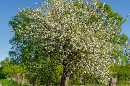 美丽的盛开的装饰白色苹果和果树在明亮的蓝天上与古老的篱笆散步