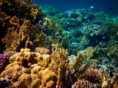 深海鱼类背景珊瑚礁水下照片