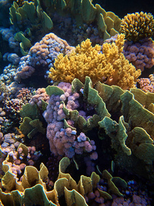 近岸的红海珊瑚礁水下照片