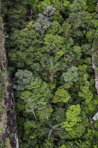 马来西亚兰卡维岛绿色森林的鸟瞰图。