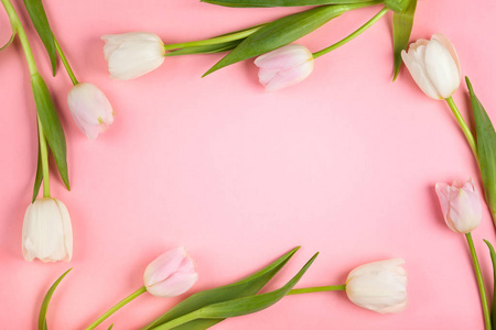 美丽的白色和粉红色郁金香花在粉红色的背景。复活节快乐卡或母亲节假期的春花。平铺，俯视图。