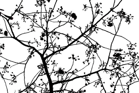 造币厂日本大阪樱花造币厂樱花树剪影照片