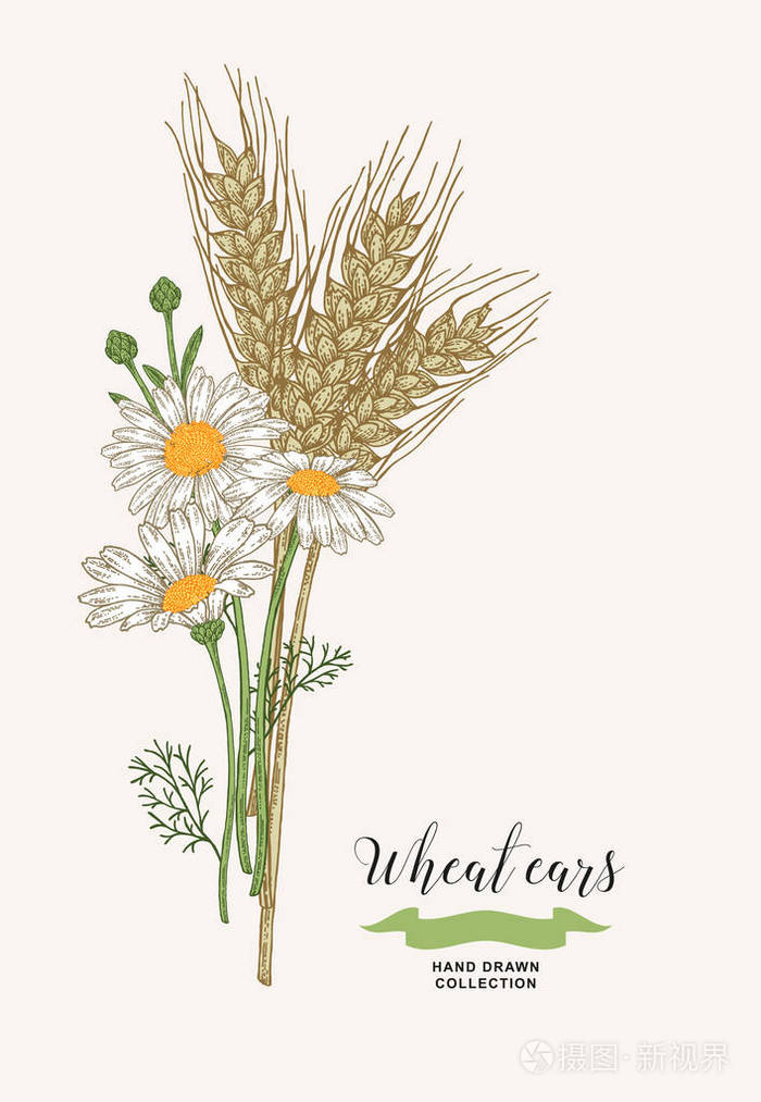 有洋甘菊的麦穗. 田园的花束植物. 手绘矢量插图.