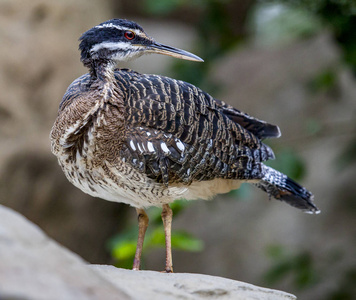 岩石上的大 Sunbittern