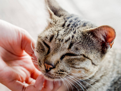 抓着灰猫下巴。靠近猫脸。