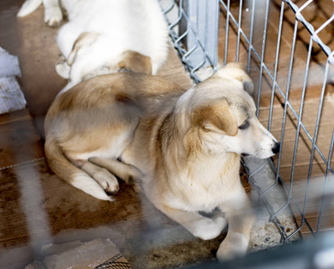 动物和志愿者两只美丽的流浪狗在收容所,主题是慈善和怜悯,动物收容所