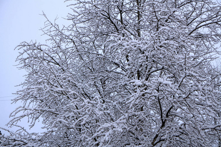 冬季公园在雪霜的公路车道线，