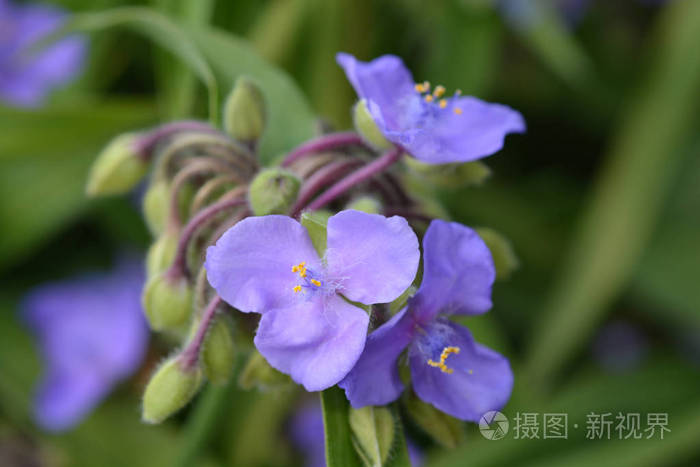 麦冬花近缘 拉丁名 维吉尼亚州照片 正版商用图片18mdc7 摄图新视界 麦冬花近缘 拉丁名 维吉尼亚州照片 正版商用图片18mdc7 摄图新视界